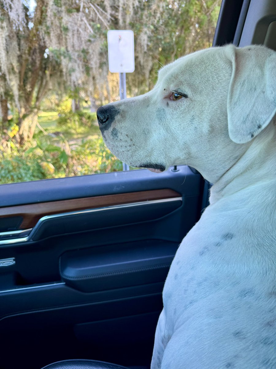 DanModerate's tweet image. In car line to pick up the kids and she’s mad I made her look away.
She stays focused until we get home.