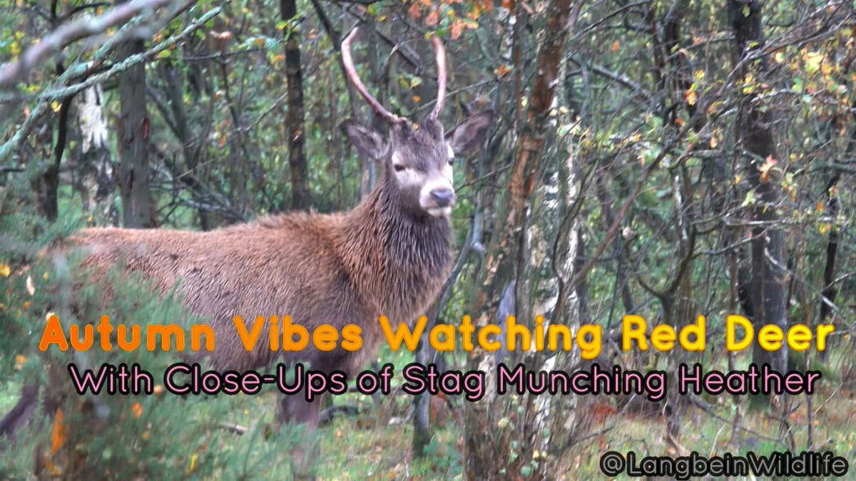 JochenLangbein's tweet image. Autumn Vibes - Red Deer youtu.be/H_DsIob0sqA?si… at #Chasewater #staffordshire #deervideo