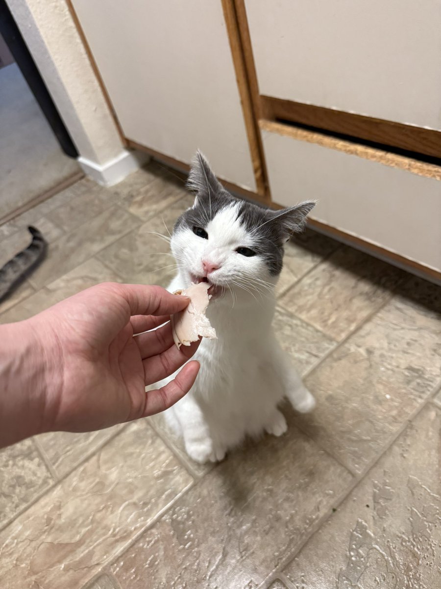 acatnamedteddy's tweet image. mine small  protérgée ......