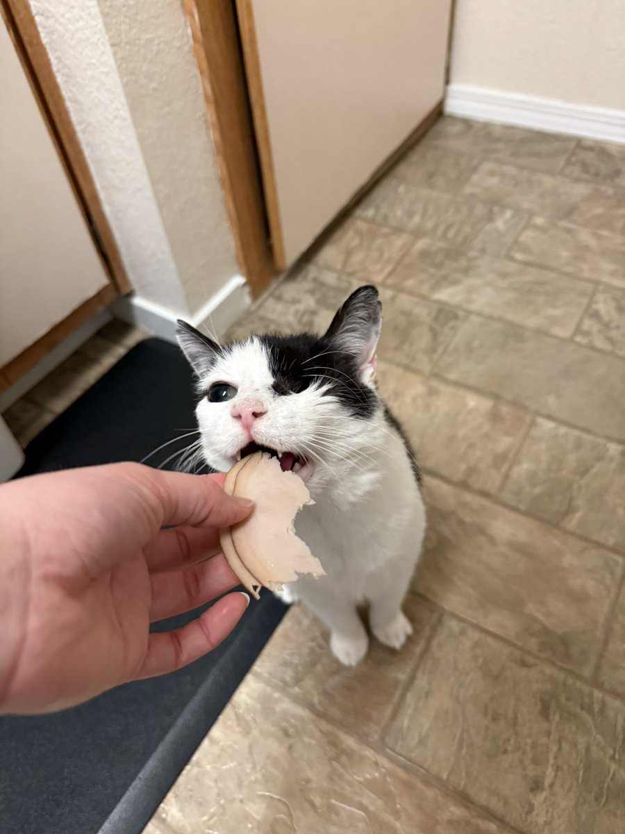 acatnamedteddy's tweet image. mine small  protérgée ......