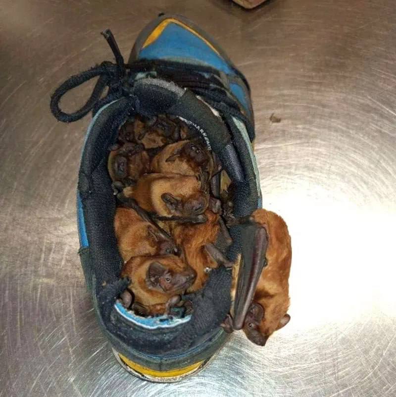 nexta_tv's tweet image. 🦇 A man in Warsaw got an extra dose of phobia after finding 20 bats inside his shoes

The animals had flown onto his balcony seeking warmth and decided his footwear was the perfect place to settle in.

He called wildlife specialists, who safely relocated the uninvited guests to…