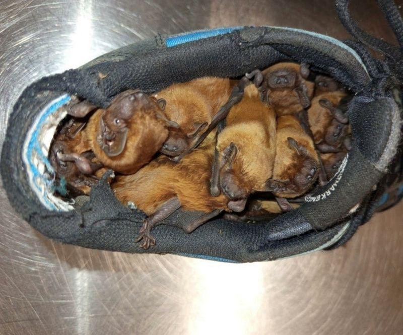 nexta_tv's tweet image. 🦇 A man in Warsaw got an extra dose of phobia after finding 20 bats inside his shoes

The animals had flown onto his balcony seeking warmth and decided his footwear was the perfect place to settle in.

He called wildlife specialists, who safely relocated the uninvited guests to…
