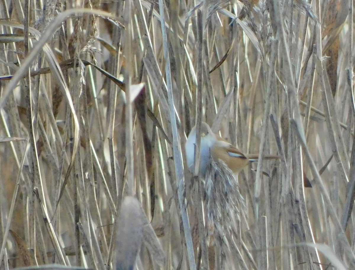alpine_swift_'s tweet image. I really enjoyed the Bearded Tits at Tay Reedbeds today. My first ones in Scotland and also my first since I last saw them at Lakenheath Fen 8 years ago!

Other nice birds were Marsh Harrier, Greenshank, Red Kite, Brambling and lots of Redpolls.