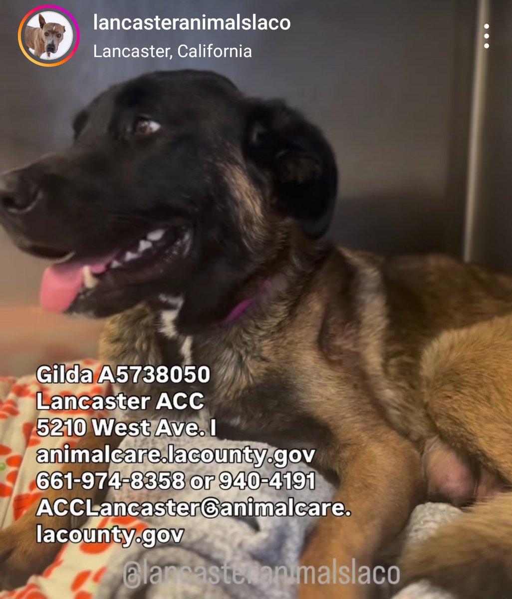 mapleveewesem's tweet image. 🆘💔🆘 So disappointed that GILDA with the injured leg has not left Lancaster CA ACC yet. 😥 If you can commit to #FOSTER this girl for at least 4 months please see replies🙏 Fostering is free 4 U. She's just 2 yo, 58 lbs. 
#A5738050
