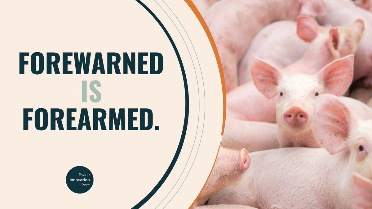 SwineInnovation's tweet image. #Cdnpork farmers know stress at weaning can lead to serious setbacks, from illness and antibiotic use to slower growth. 
That’s why this #SC4 research is so important. It’s using real-time, animal-based data to track piglet health and performance.
ow.ly/nm4T50XuYwI