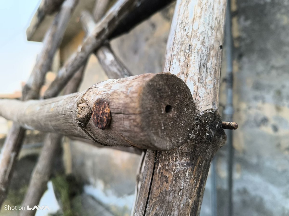 techknight_yt's tweet image. Here are a few photo samples from the Lava Agni 4’s 50MP camera.
What do you think about the quality?
#lavaagni4 #lava #camerasamples