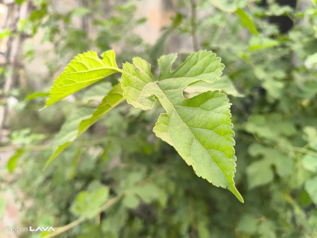techknight_yt's tweet image. Here are a few photo samples from the Lava Agni 4’s 50MP camera.
What do you think about the quality?
#lavaagni4 #lava #camerasamples