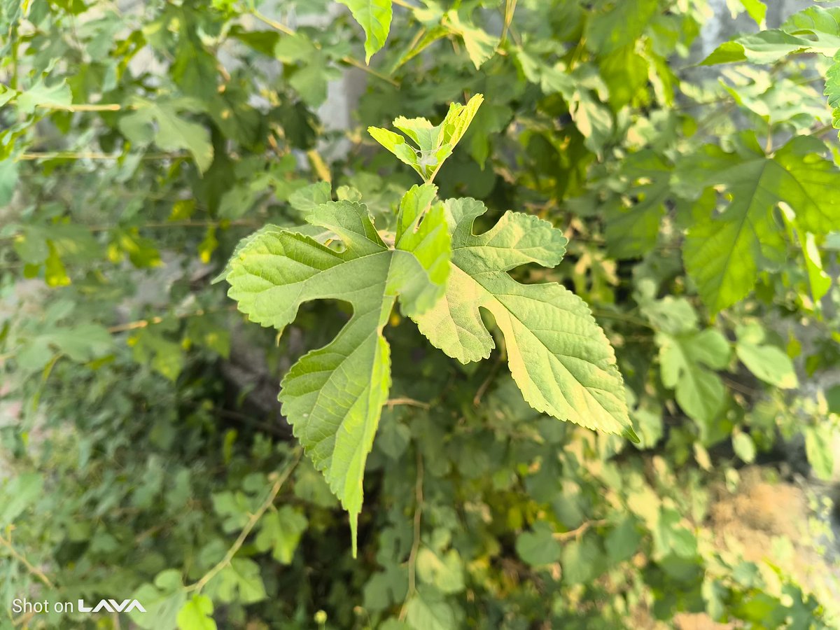 techknight_yt's tweet image. Here are a few photo samples from the Lava Agni 4’s 50MP camera.
What do you think about the quality?
#lavaagni4 #lava #camerasamples