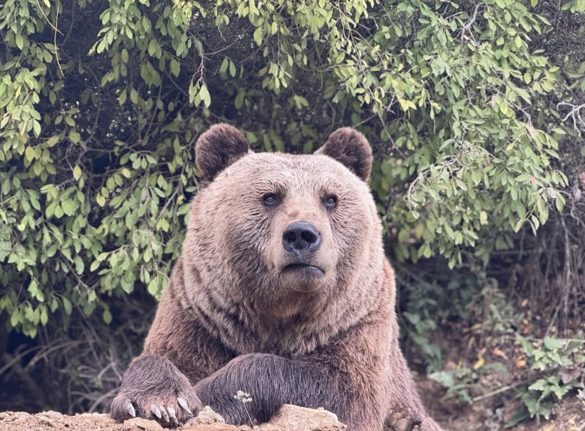 DailyBearPosts's tweet image. Single-celled organism