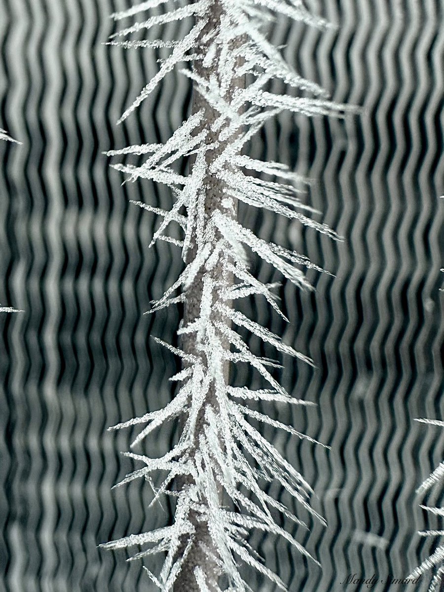 Yes… another frost pic. No, I’m not stopping.😏