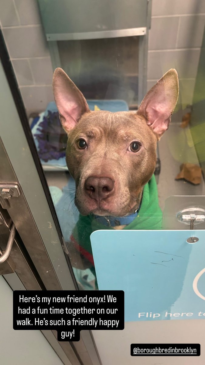 NMBewitched's tweet image. Onyx

What on earth are you waiting for?

#AdoptMe