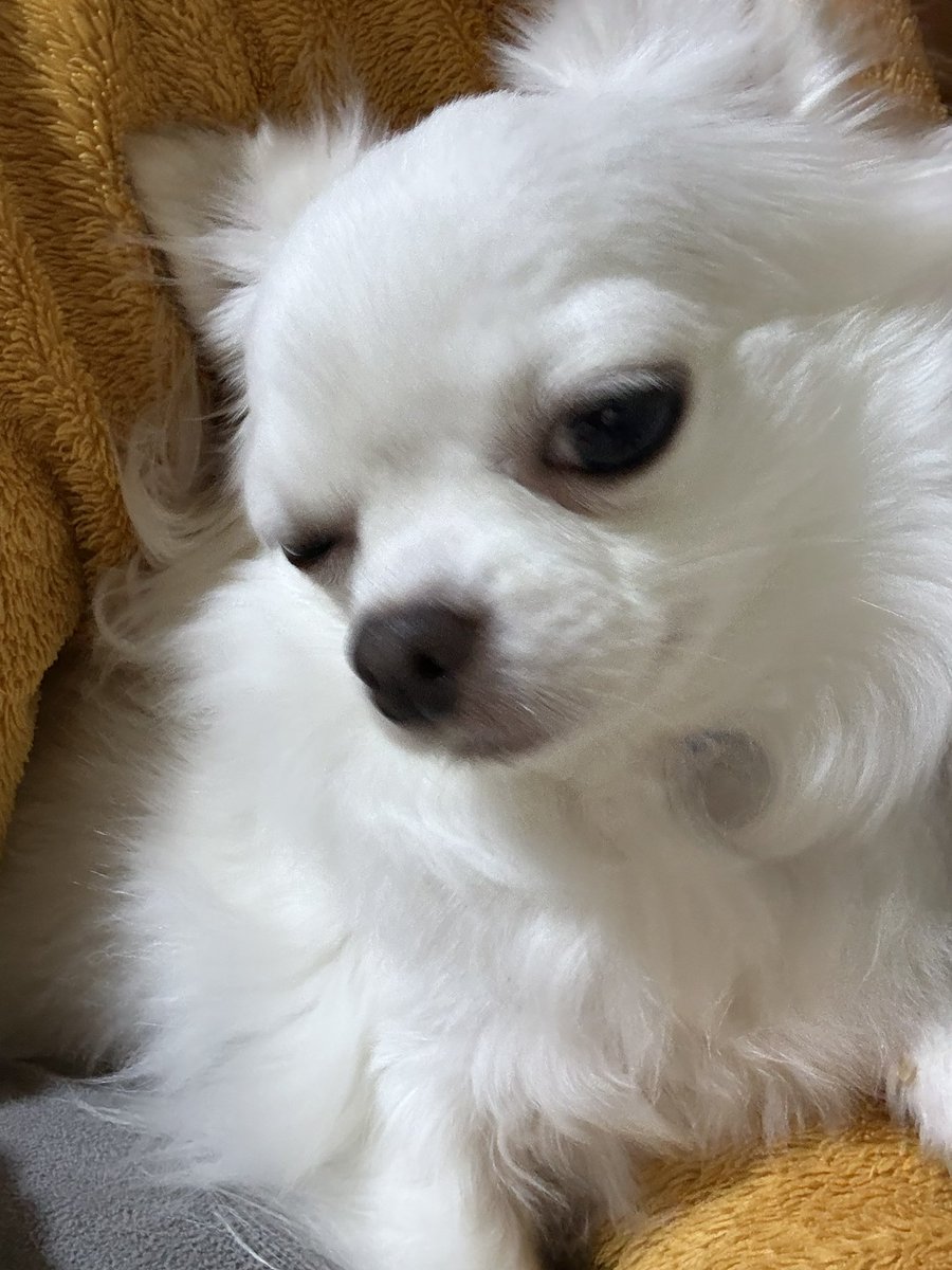 Post by Lanachel.🐬🎤 on X: #チワワ