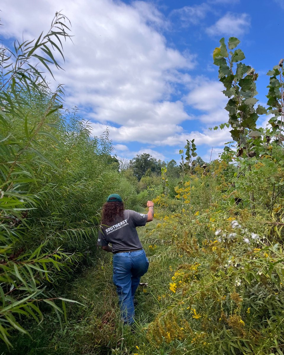 📸 #CorpsPhoto of the Week!

#SoutheastConservationCorps' Urban Forestry Crew is helping to revitalize natural areas and grow the urban canopy in Chattanooga's parks.

See more photos from #ConservationCorps at corpsnetwork.org/news/photos-of…

#CorpsWork #FindACorps #JobsAtCorps
