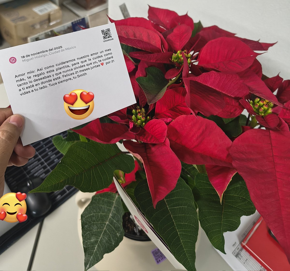 Me mandó una NOCHEBUENA ❤️😍🐣