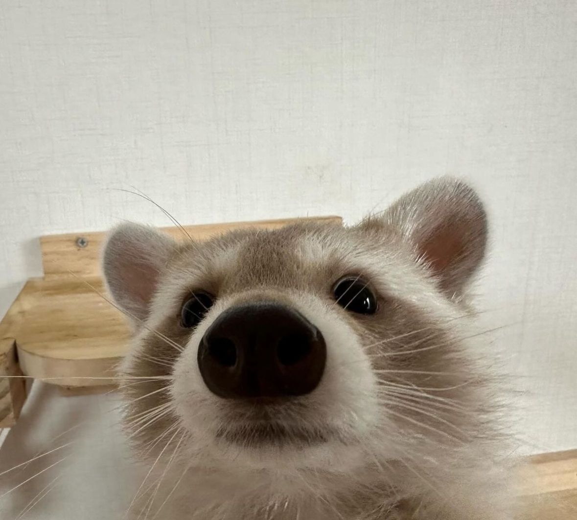 ShouldHaveRacc's tweet image. hai :3