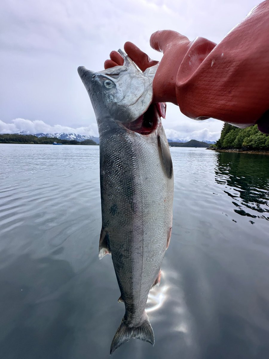 Captain_Off_Grid tweet media