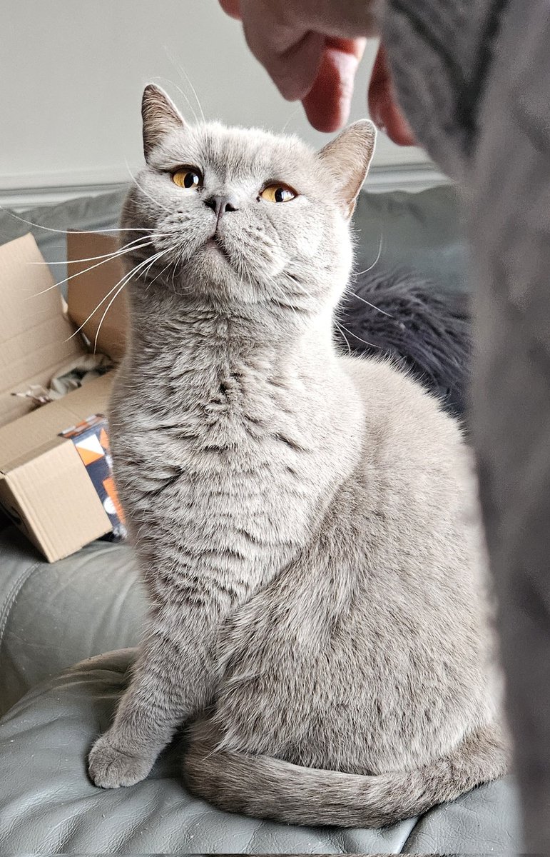 LilyRusty1's tweet image. 🐈‍⬛️💜🐾 Goodnight to all my fur friends sweet dreams 💤 love from Lily 🐾💜🐈‍⬛️

#CatsOfTwitter #CatsOnTwitter #Cat #cats