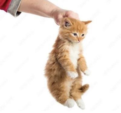 doing this to riley whenever she tries to dive into my armpits