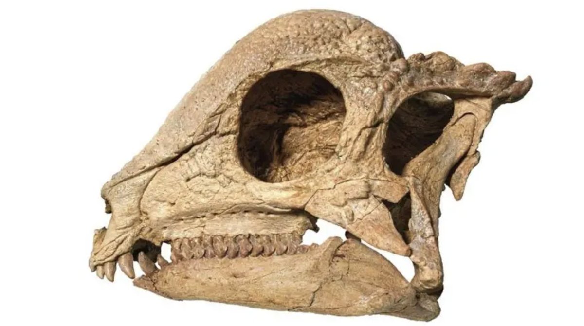 NCStateSciences's tweet image. .@NCState paleontologists have uncovered a remarkably complete fossil of the earliest known dome-headed dinosaur.🦕

Learn how this specimen offers new insights into the evolution of pachycephalosaurs.
➡️: ncst.at/ufcz50Xv7bG