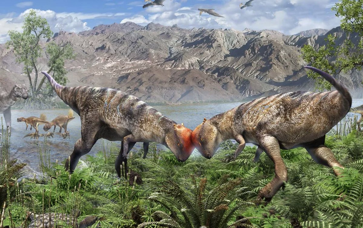 NCStateSciences's tweet image. .@NCState paleontologists have uncovered a remarkably complete fossil of the earliest known dome-headed dinosaur.🦕

Learn how this specimen offers new insights into the evolution of pachycephalosaurs.
➡️: ncst.at/ufcz50Xv7bG
