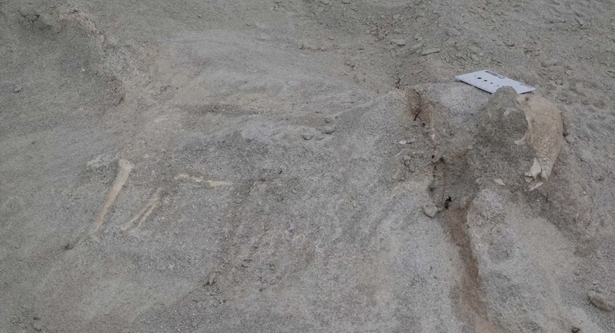 NCStateSciences's tweet image. .@NCState paleontologists have uncovered a remarkably complete fossil of the earliest known dome-headed dinosaur.🦕

Learn how this specimen offers new insights into the evolution of pachycephalosaurs.
➡️: ncst.at/ufcz50Xv7bG