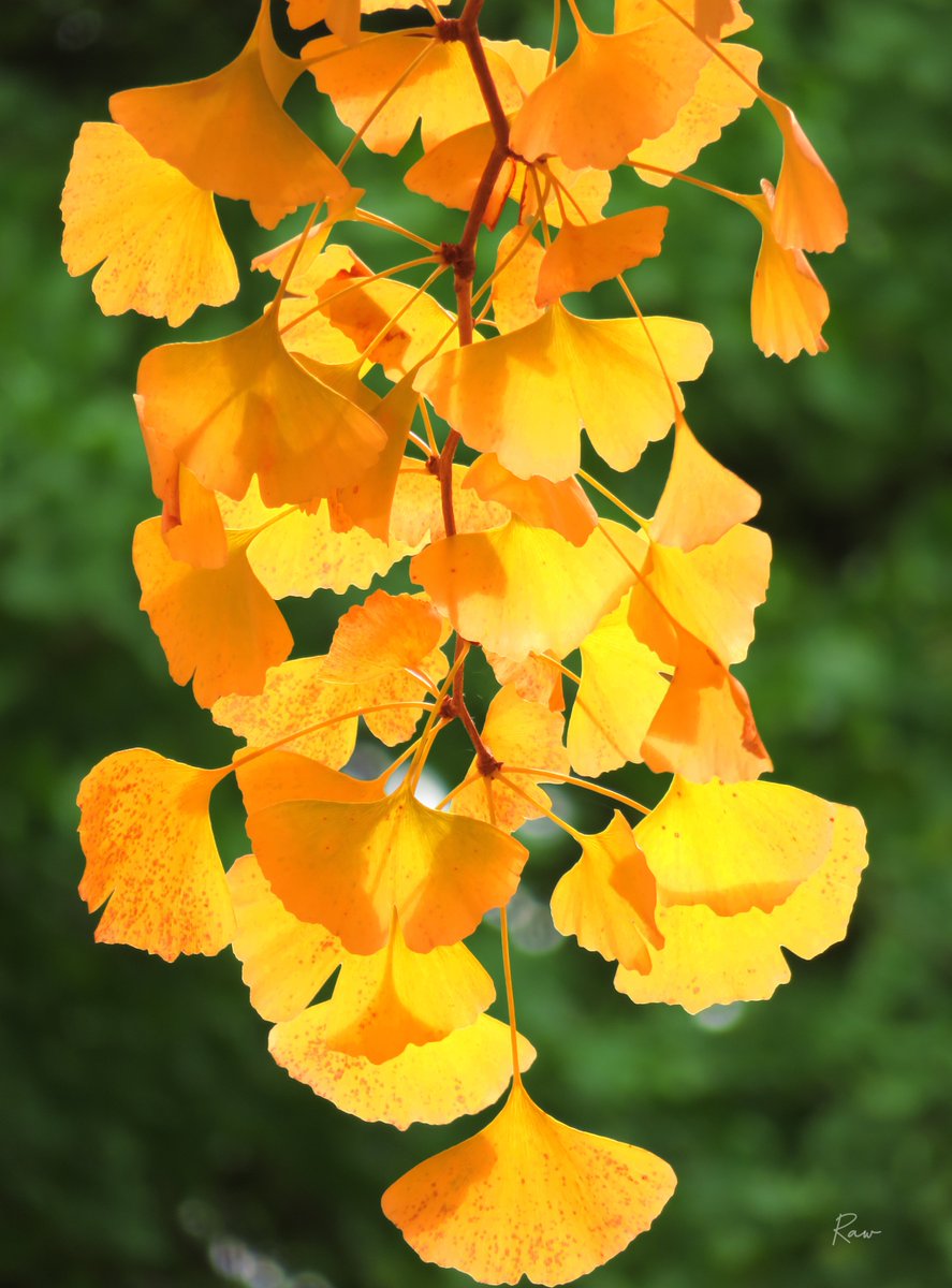 安らぎと不安：見定める
-
満ちては欠ける月の螺旋は
心を映し出す鏡のよう

安らぎに落とす不安の影と
不安の影を照らす安らぎ

絶望の中で一筋の光を探し
わずかな希望に光を見出す

世の中は常に変わりゆく
受け入れて見定めること
-