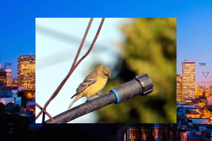 aimmawut's tweet image. 💌The unknown begins in chaos .🧳Cat sleeps, laptop.