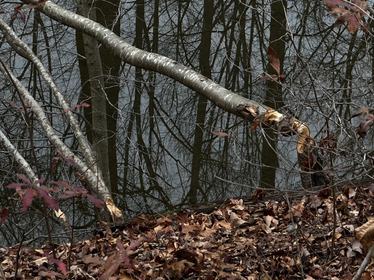 CCPS_ODS's tweet image. We found fresh beaver chews at Big Pipe Creek on the edge of Hashawha property. #ODSchangetheworld