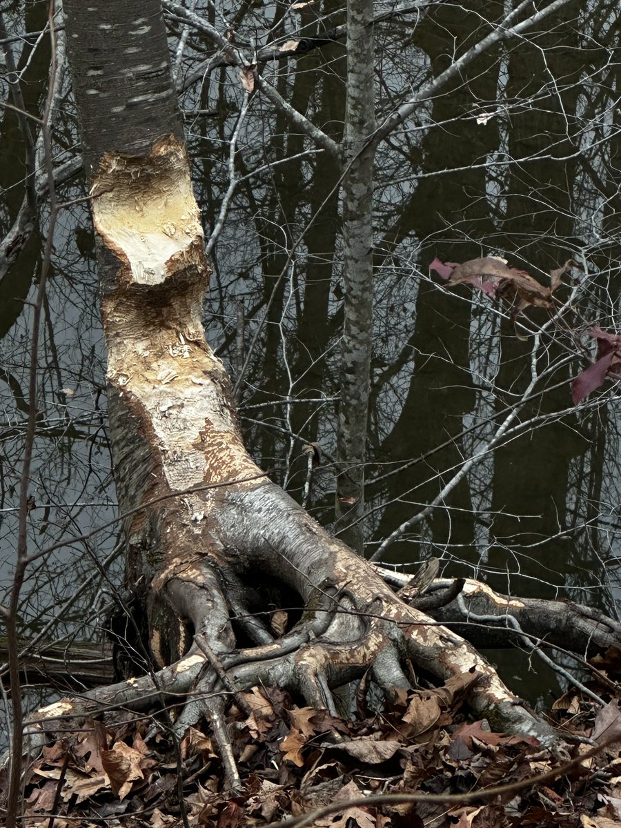 CCPS_ODS's tweet image. We found fresh beaver chews at Big Pipe Creek on the edge of Hashawha property. #ODSchangetheworld