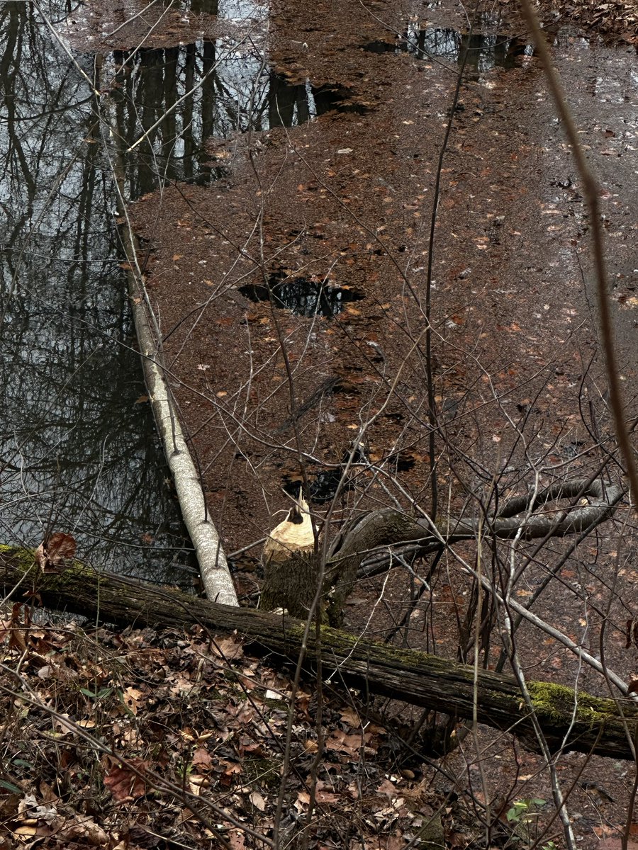 CCPS_ODS's tweet image. We found fresh beaver chews at Big Pipe Creek on the edge of Hashawha property. #ODSchangetheworld