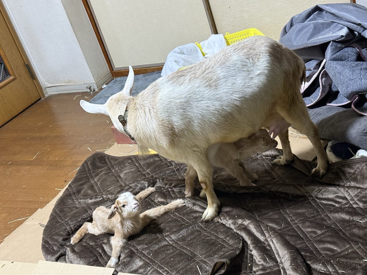 おはようコヤギたち