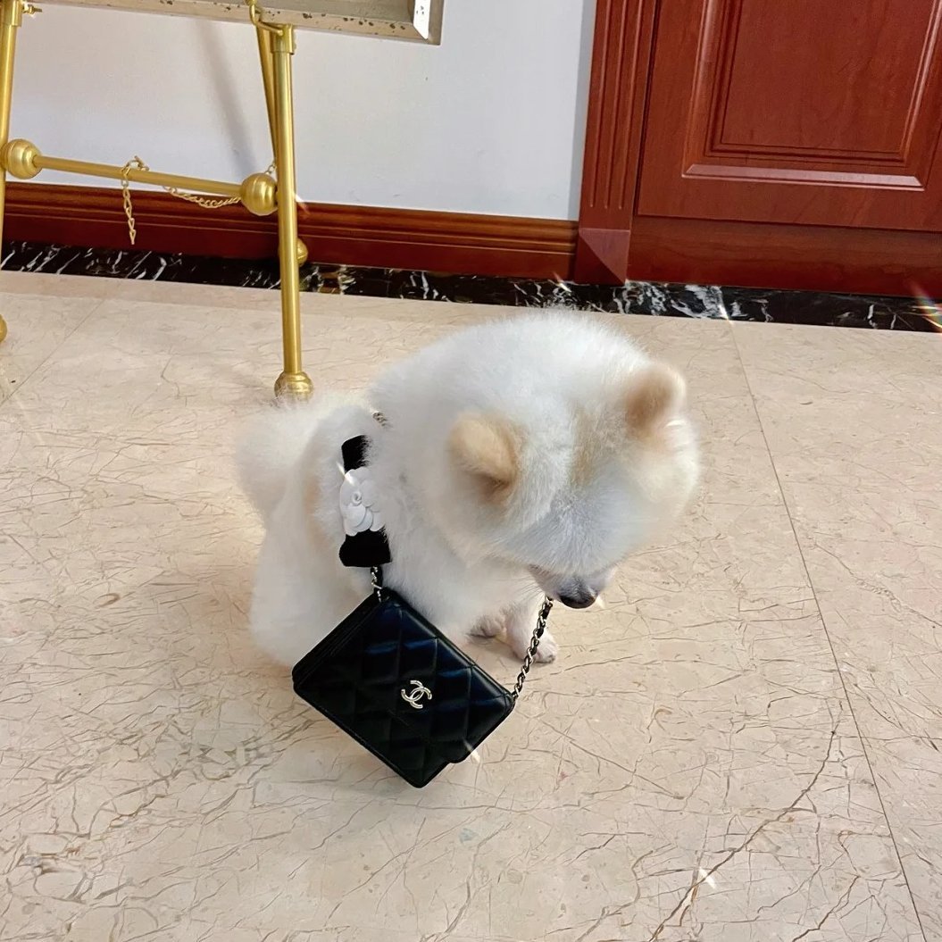 Bella9137489's tweet photo. Shopping buddy for tonight look how excited she is 🐶🖤 https://t.co/fy23Go1qsE