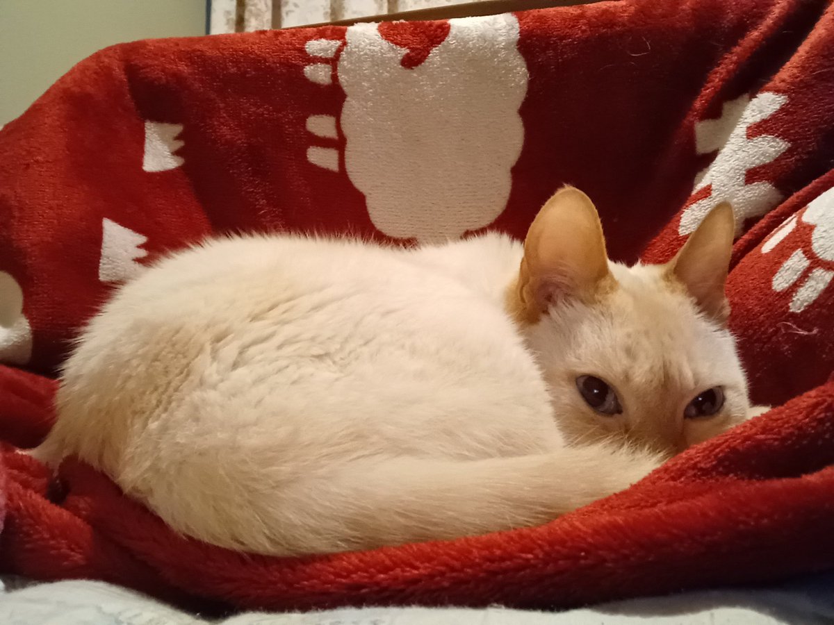 Hiroshi1970Cat's tweet image. ☀️🙋‍♀️❗おはよう笹かま🍜讃岐ひろし🌞美味しく😁食べて太く長い人生を🎁送りましょう。今日もよろしく😃✌️

#ねこ宇宙 #讃岐うどん #健康長寿 #看板ねこ #まねきねこ #笹かま猫 #ねこのいる整体サロン