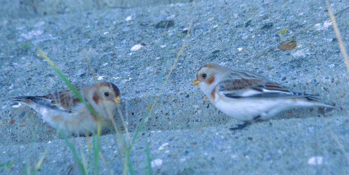 YellowShriker's tweet image. More Snow buntings at Holland Haven this morning. So confiding! @EssexBirdNews @BirdingHaven #BirdsSeenIn2025 #BirdsOfX