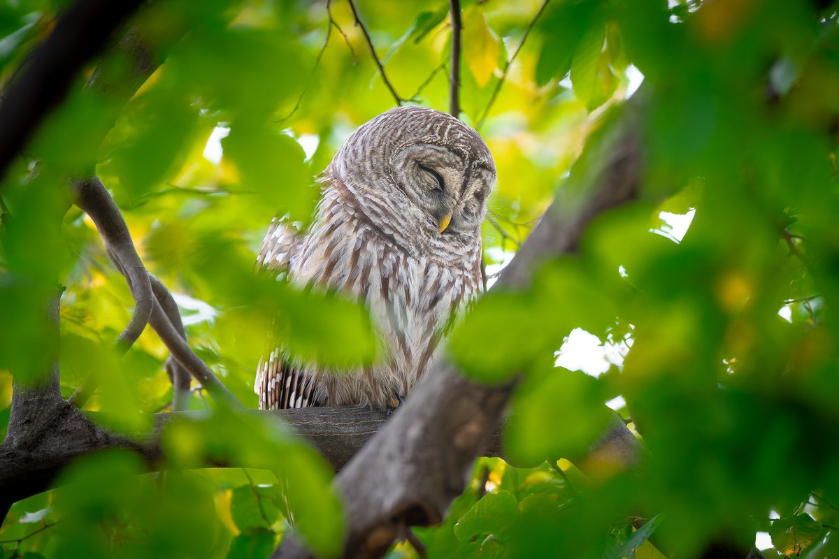davidlei's tweet image. Barred owl peacefully snoozing in Central Park earlier this month.

#birdcpp #nature #wildlife