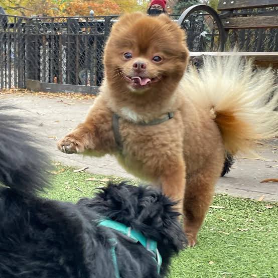 pappaJhon's tweet image. Why dosent people  jump after $bert?