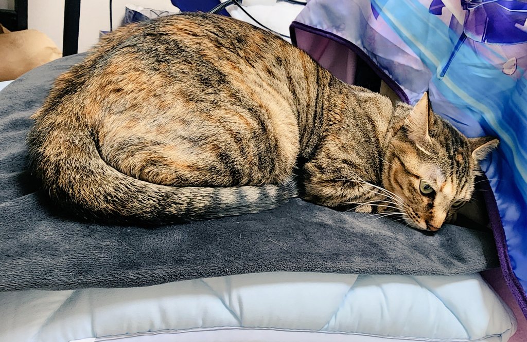 飲み物を取りに行ったら椅子が奪われていたので床に正座して仕事してる😂

いや、もともとこのホット座布団は小豆のだから、私が拝借していたのを正当な持ち主が使っているだけなのだ。
拙にお貸しいただき有り難うございましたかわいい。
#小豆日記