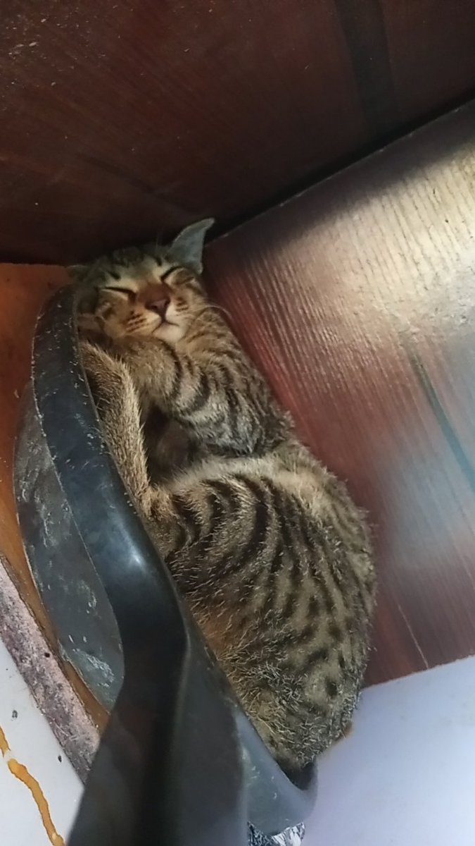 Exactly how this sleeping head dey chase rat if e want