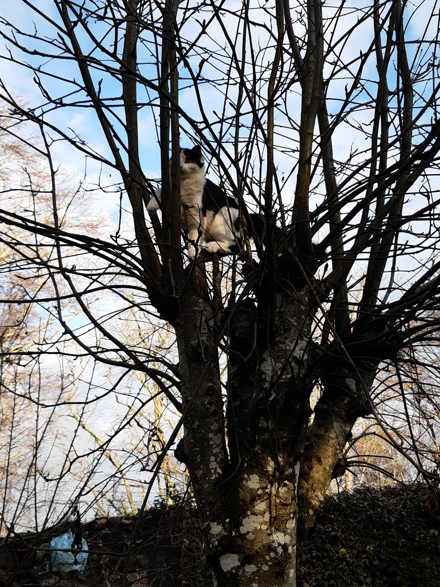 SquirtTheCat's tweet image. Umm....have you seen these yet? #nipclub