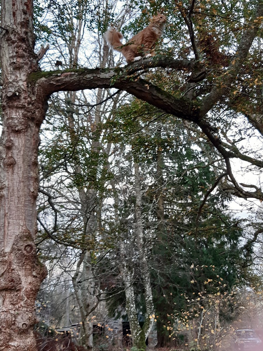 SquirtTheCat's tweet image. Umm....have you seen these yet? #nipclub