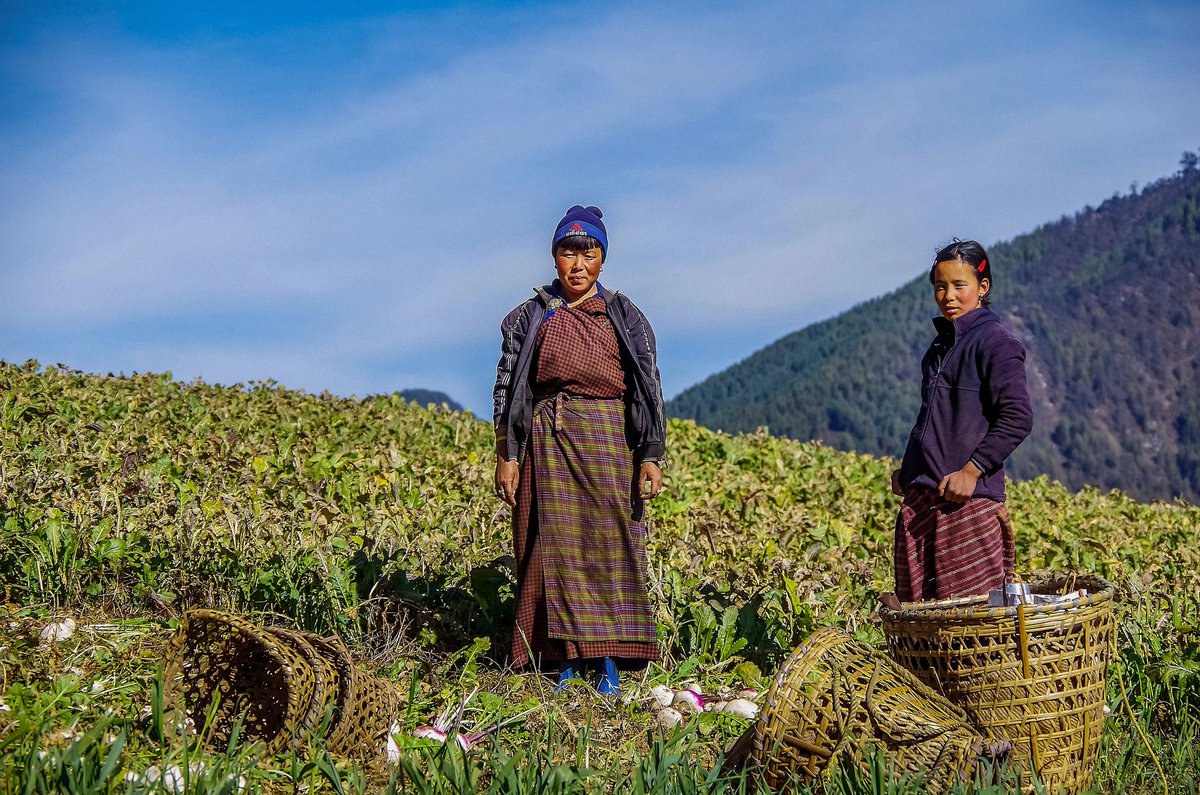 UNDP's tweet image. Our new climate dataset warns the poorest nations will see a sharp drop in crop yields, impacting #HumanDevelopment.

Explore @HDRUNDP and @impact_lab&apos;s Human Climate Horizons platform and the latest data on #ClimateChange impacts on agriculture: horizons.hdr.undp.org

#COP30
