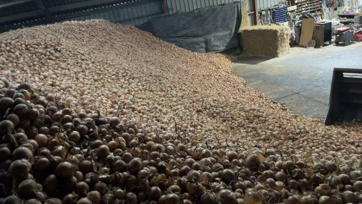 Uien weer de schuur uit 🧅 👌🏻