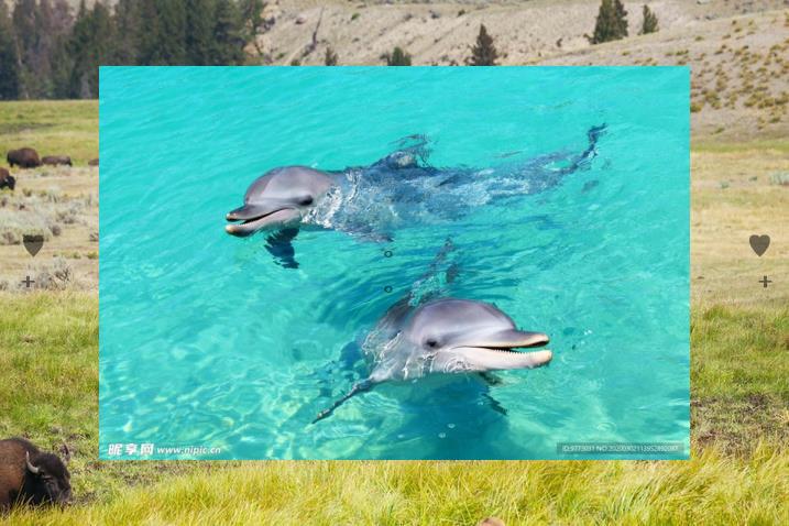 Ser_fly's tweet image. 📖Pileated woodpecker’s red crest glows bright✨Text, checking in—love.