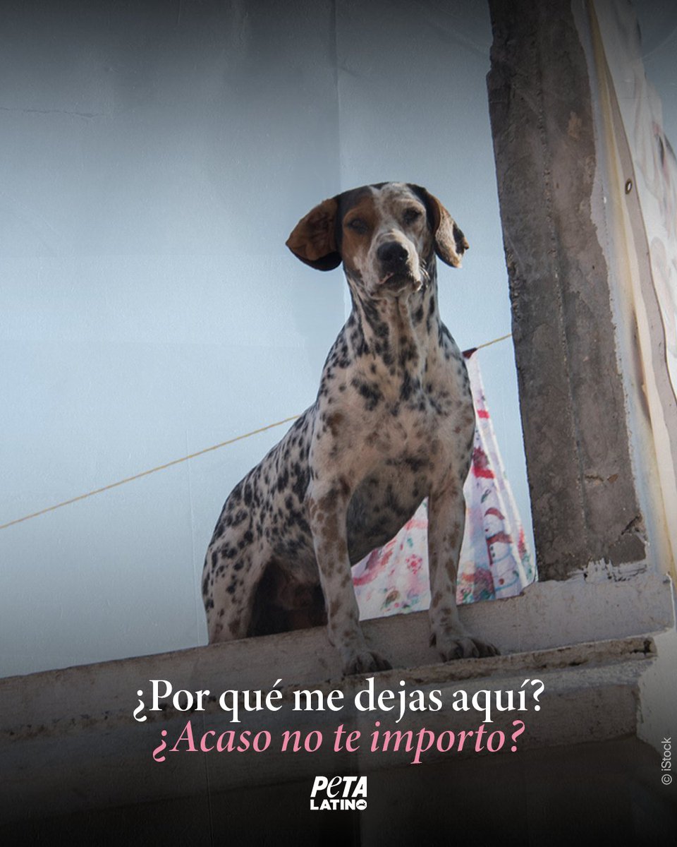 PETA_Latino's tweet image. Los perros pertenecen adentro, con su familia y en un hogar.
Una azotea o un patio no es un hogar.