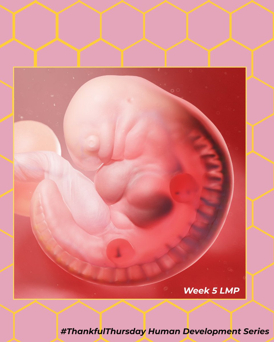 ProLifeWI's tweet image. Happy #ThankfulThursday! We&apos;re giving thanks for the gift of human life by with our weekly Thursday series on fetal development. Already at just a few weeks old, the preborn human being is undergrowing incredible growth and development. &quot;At 18 days after conception, scientists…