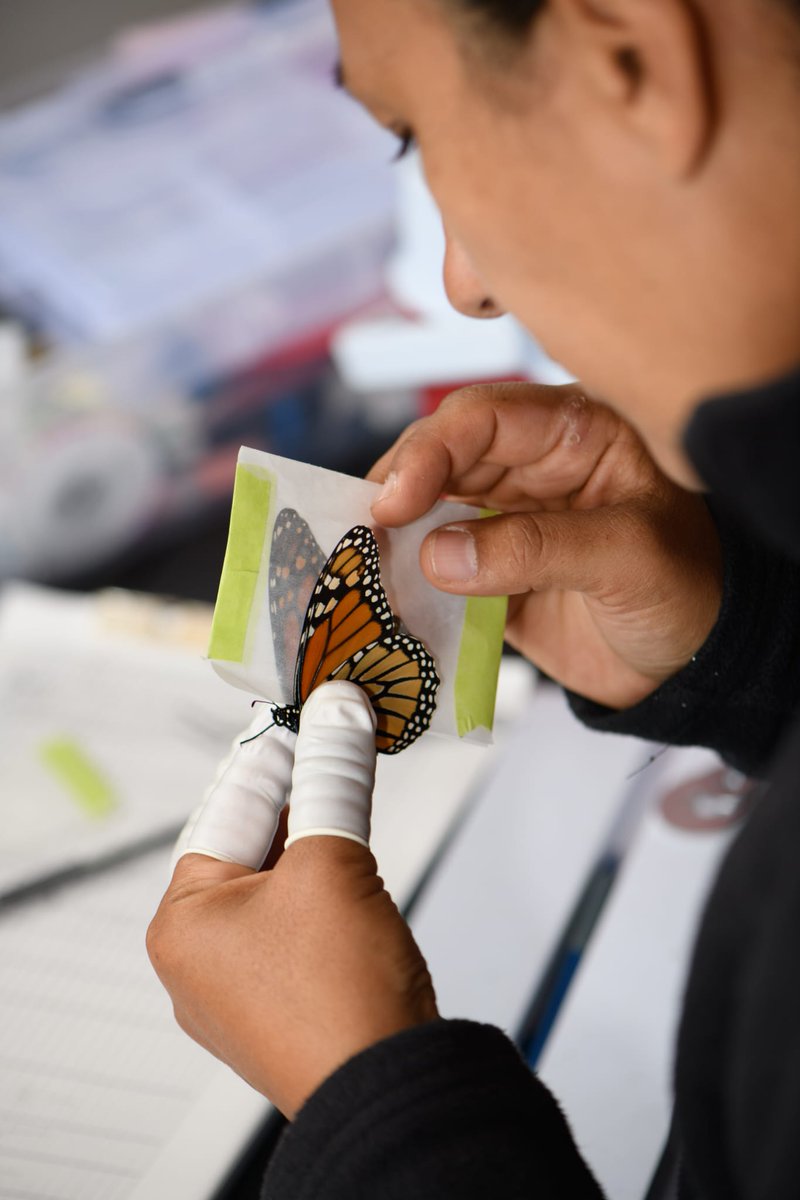 En septiembre 2025, la investigadora colombiana Ana Díaz, junto con colega Greg Mitchell <a href="/ECCCSciTech/">ECCC SciTech</a>, marcaron 30 mariposas monarca en Long Point, Canadá, con transmisores minusculos llamados Blu+ de <a href="/CellTrackTech/">Cellular Tracking Technologies</a>. Los resultados impulsaron una colaboración sin precendentes...