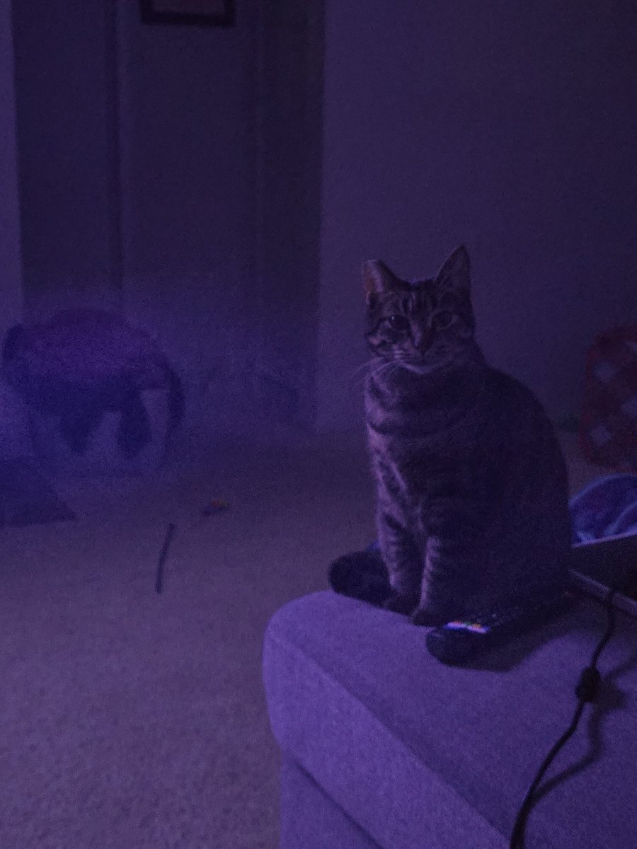 avarice_drag_'s tweet image. The way I talk to my cats and gentle partent them probably makes my neighbors laugh. Like sweetie no you can&apos;t do that please just listen to me 😭