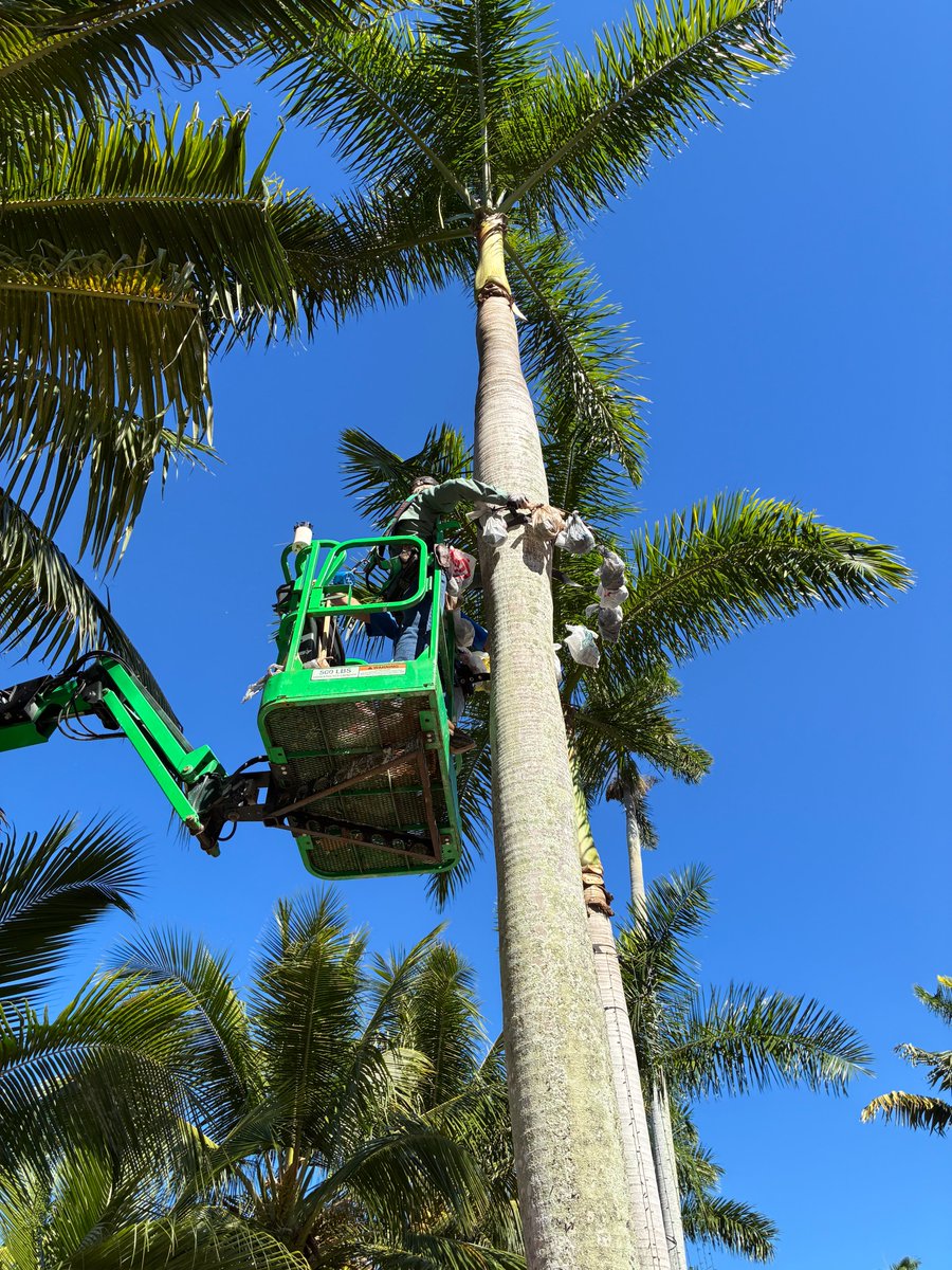 EdisonFordFL's tweet image. It is beginning to look a lot like Holiday Nights! The 50th annual Holiday Nights celebration Friday, November 28, to January 4! The 50th year theme is the &quot;Golden Jubilee!&quot; Our staff and volunteers have been working hard to make sure the entire site is merry and bright!
#lights