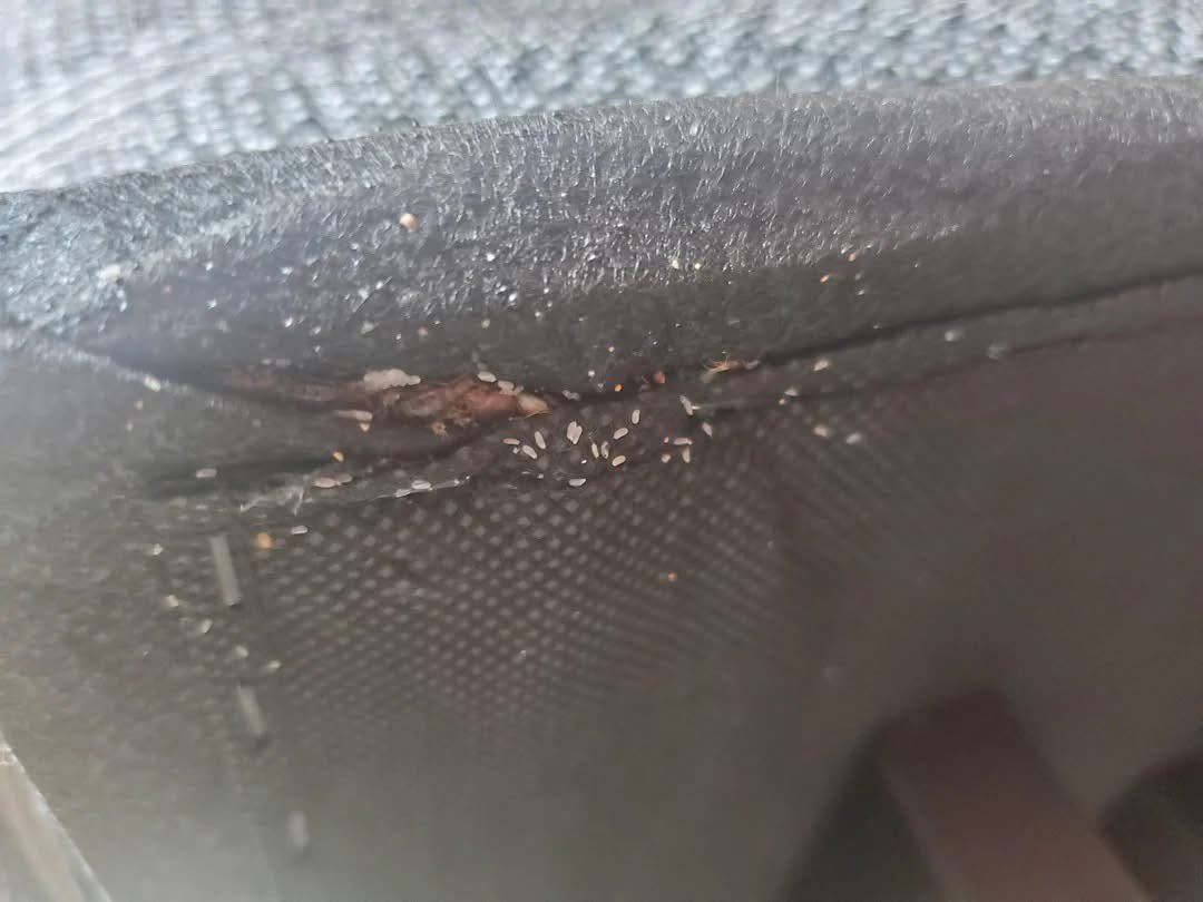 pestexperts_zw's tweet image. “If your couch looks like THIS… it’s time to call the Pest Experts And Fumigators!”

No more itching, no more sleepless nights — we wipe out every bedbug, egg &amp;amp; hiding spot. 🛑🪳
Book your professional fumigation today! ☎️+263 777 129 224✨
📞+263 774 968 771
#BedbugInfestation