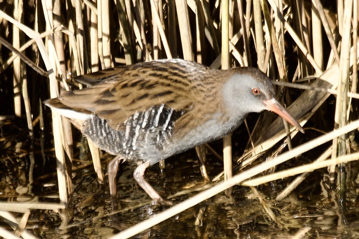 YellowShriker's tweet image. Water rail at Holland Haven Country Park today this morning @BirdingHaven @EssexBirdNews #birdwatching #BirdsOfX
